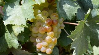 Savez-vous comment le vin blanc est-il fabriqué ?