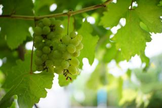Savez-vous comment se fait la fabrication de vin blanc ?