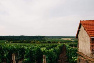 Tour d’horizon des vins effervescents