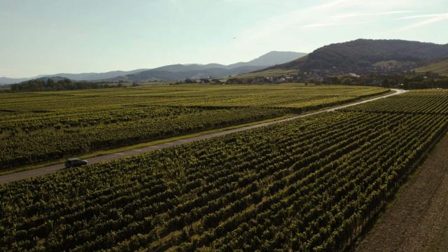Vins Pourquoi investir dans une propriété viticole dans le Sud de la France peut être un bon choix