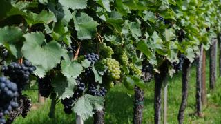 Vin rouge et blanc : comment on les fabrique ?