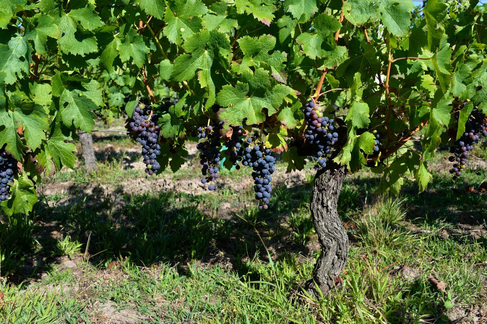 Grappes de raisin noir mûr sous le feuillage d'un rang de vigne en été